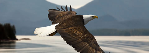 A beautiful eagle soars overhead.
